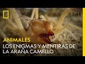 Los enigmas y mentiras de la araña camello | NATIONAL GEOGRAPHIC ESPAÑA