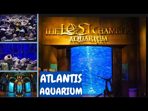 The Lost Chambers Aquarium Dubai | Atlantis Aquarium Dubai | BenwizVlogs