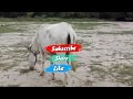 Best Donkey In Our Village First Time || Animal Form