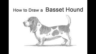 Cute Dogs C Basset Hound  SVGJPGPNG Hand Drawing