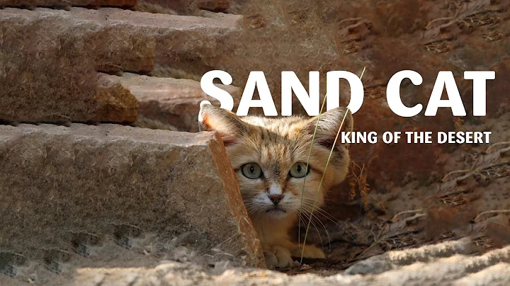 Sand Cat - King of the Desert | 10 Knowledge Daily