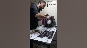 How to deal with angry cat and ferocious cat 🐈 part 2