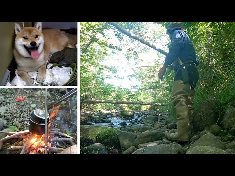 トラウト釣って自家製白みそ漬け～柴犬ソロキャンプ２日目