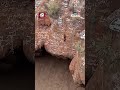 نهاية مأساوية للمغامر اليمني القعقاع عنتر الملقب بسبايدر مان اليمن بعد سقوطه في حرضة دمت البركانية mp3