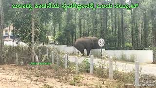 ಬಲಾಢ್ಯ ಕಾಡನೆಯ ಸಂಯಮಕ್ಕೆ ನಮ್ಮದೊಂದು ಸಲ್ಯೂಟ್