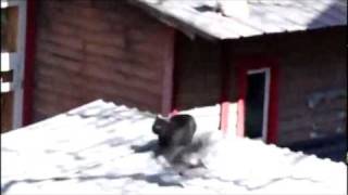 Epic Troll: Crow Starts Fight Between Two Cats