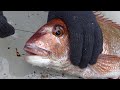 釣った魚の船上で処理方法 マダイ神経〆編3 天祐丸