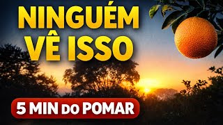🌅 O dia começa assim no pomar de laranja 🍊 (timelapse real) #agro #timelapse