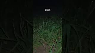 रात के 2:30 खेत #Agriculture#Ziraat#Kisaan#FarmLife#RuralLife