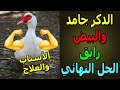 بيض البط رايق والدكر جامد 3 طرق لعلاج البيض الرايق عند البط بدون تكاليف وأسباب البيض الرايق عند البط 