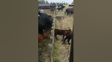 SEPARANDO LA TERNERADA 🐃👌