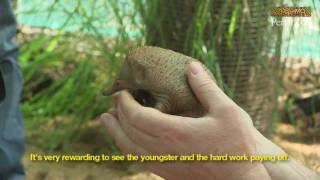 An Echidna Puggle Called Kai