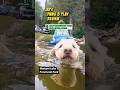 Jax's Paws & Play Review - Wakami Lake Provincial Park #shorts #rvlife #dogfriendly