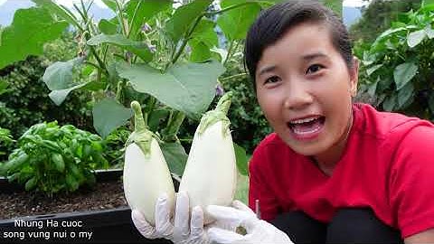 THU HOẠCH VÀ ĂN  ỚT CHUÔNG, CÀ TÍM, CÀ TRẮNG, CÀ CHUA TRIỆU NGỌT, CÀ MÓNG TAY,