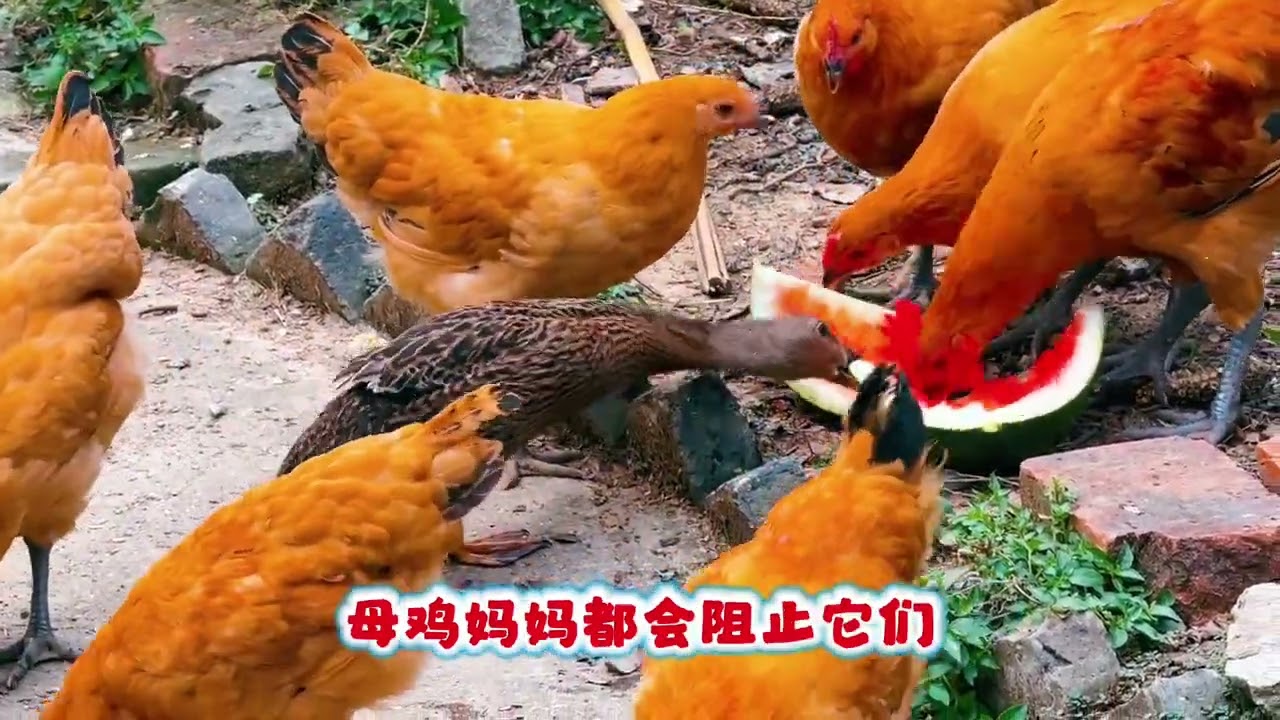 母鸡妈妈“醒抱“了，3只小鸭没了靠山 母鸡妈妈“醒抱“了