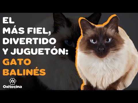 Video: Raza De Gato Balinés Hipoalergénico, Salud Y Vida útil