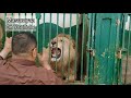 شاهد الأسد غاضب من حارسه / Angry lion