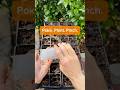 100% Germination (or close) - Starting Seeds Indoors - Planting 101