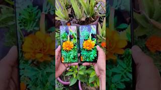 Motorola G85 5G🆚 Redmi Note 8 Pro🔥Camera Test📸#trendingshorts #viralshorts #music #edit #reels✨⚡👑