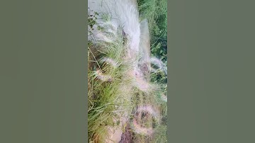 Bắt cá suối mùa mưa lủ