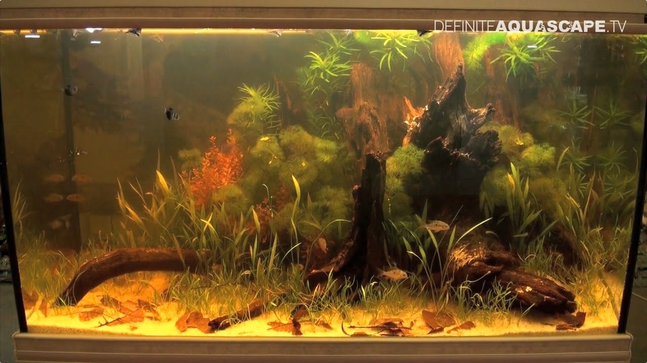 Biotope Aquarium Design Contest 2015 The 1st Place South America Biotope Aquarium Aquarium Design Aquarium Biotope Aquarium Design Contest 2015 The 1st Place South America Biotope Aquarium Aquarium Design Aquarium