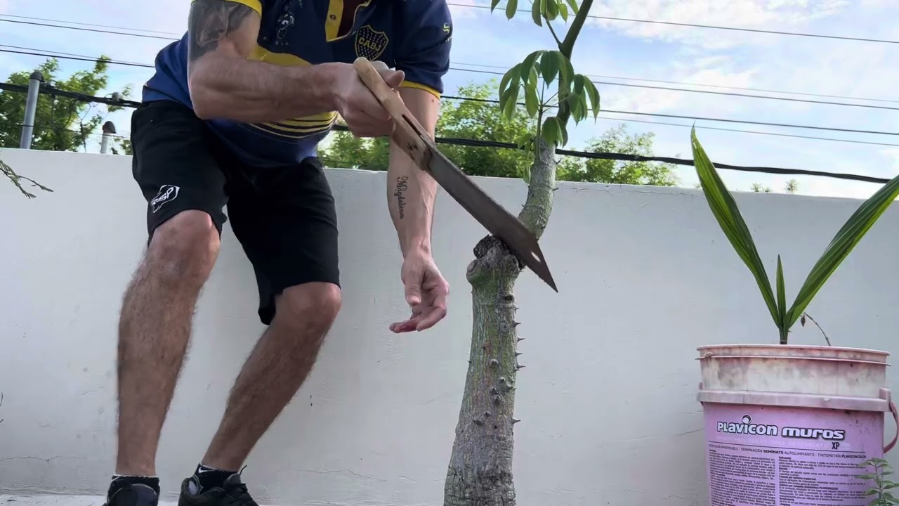 Serie Poda Drástica de Palo Borracho (Capítulo 6)