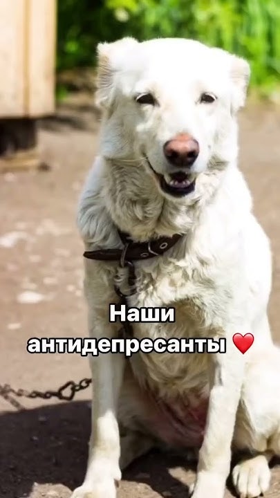 ⬇️СПИСОК АНТИДЕПРЕССАНТОВ🔥#собака #дом #путешествия #shorts #интересно ...