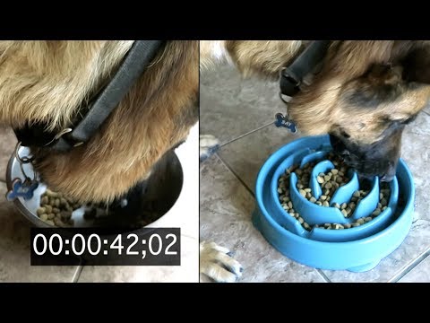 his-new-bowl-tested-|--slow-feeder-dog-bowl