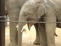 昼食を取る子ゾウさん達❸