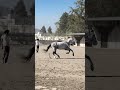 Equestrian Training Session in San Andrés Tonantzintla, Puebla, Mexico