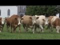 Irish Simmental: The Complete Beef Breed