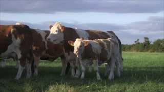 Irish Simmental: The Complete Beef Breed