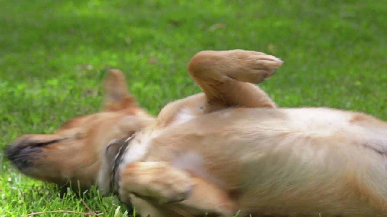 camera iphone 8 plus apk Help your pet's itching & scratching this spring