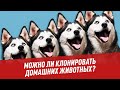 Можно ли клонировать домашних животных?