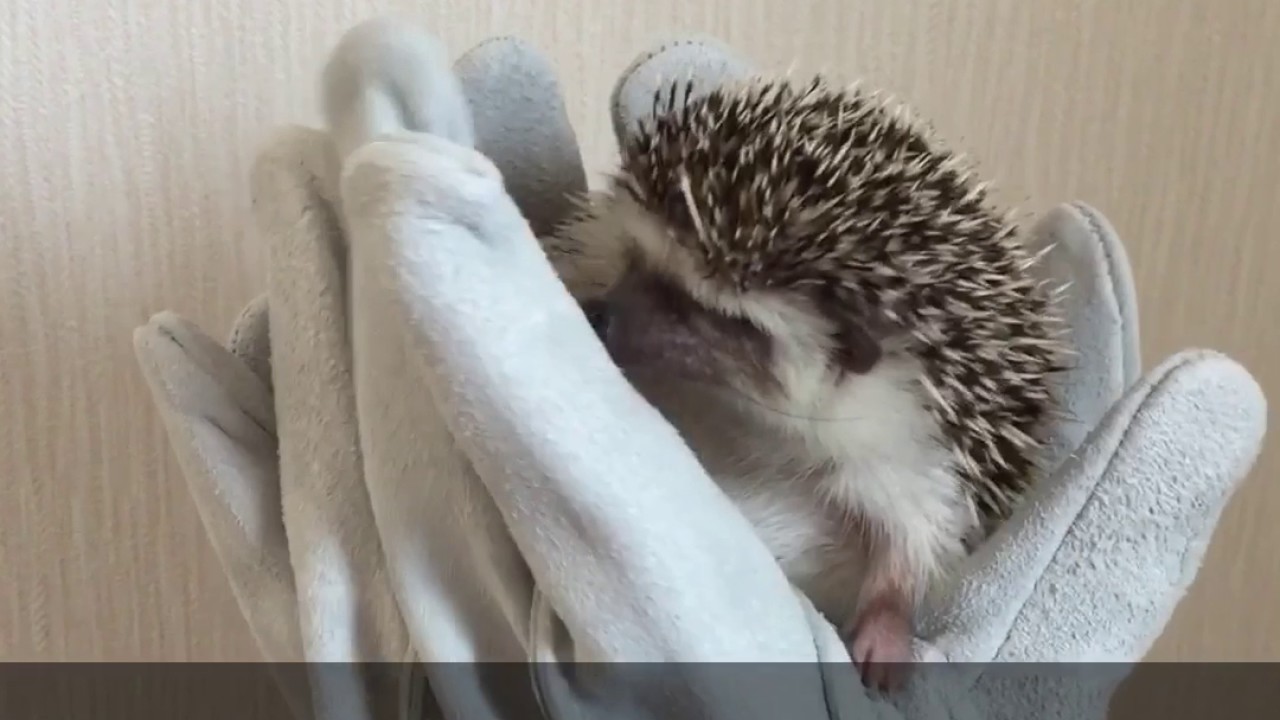 ハリネズミ 飼育セット ケージ 回し車 ヒーター 飼育本 革手袋 ゆうパケットOK はりねずみ用革手袋 ハリネズミを持っても痛くない