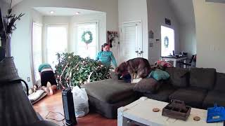 Christmas tree falling!