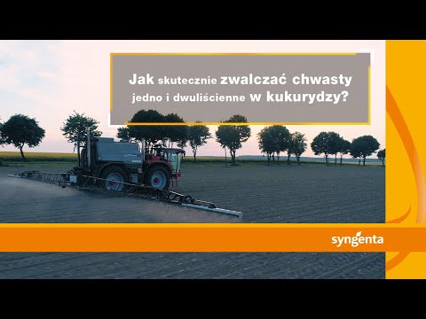 Wideo: Czy chwasty są jednoliścienne czy dwuliścienne?