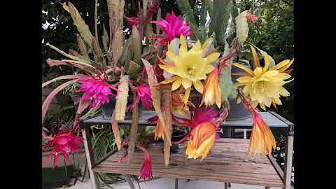 Epiphyllum 2022 - DayDayNews