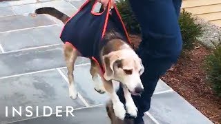 Pet Carrier Lets You Move Your Animal Easily screenshot 1