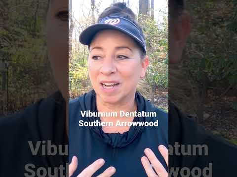 Video: Southern Arrowwood Məlumatı: Southern Arrowwood Viburnums yetişdirilməsinə dair məsləhətlər