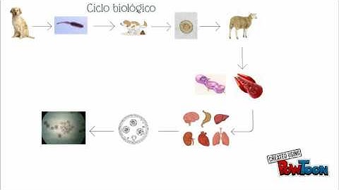 Echinococcus granulosus LARA M