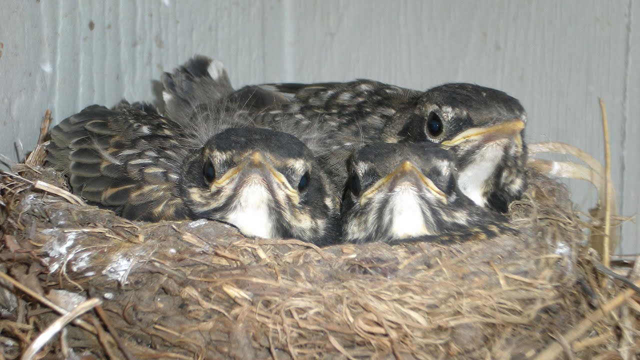 hunting simulator pc Baby Animals - NDGNF