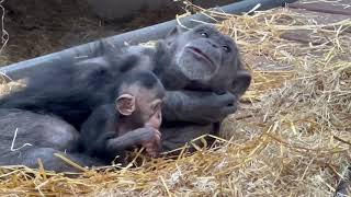 Follow the Baby Chimpanzees and Happy Easter 🐣💛 🙏🌷