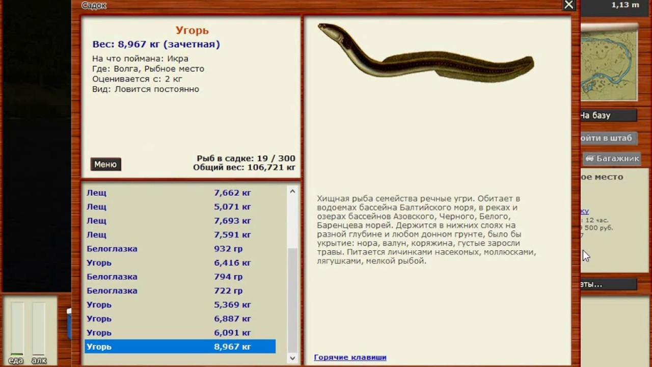 Как поймать в игре русская рыбалка. Рр3 Волхов угорь. Угорь Волхов угорь русская рыбалка. Русская рыбалка 3 1 Ладога угорь.
