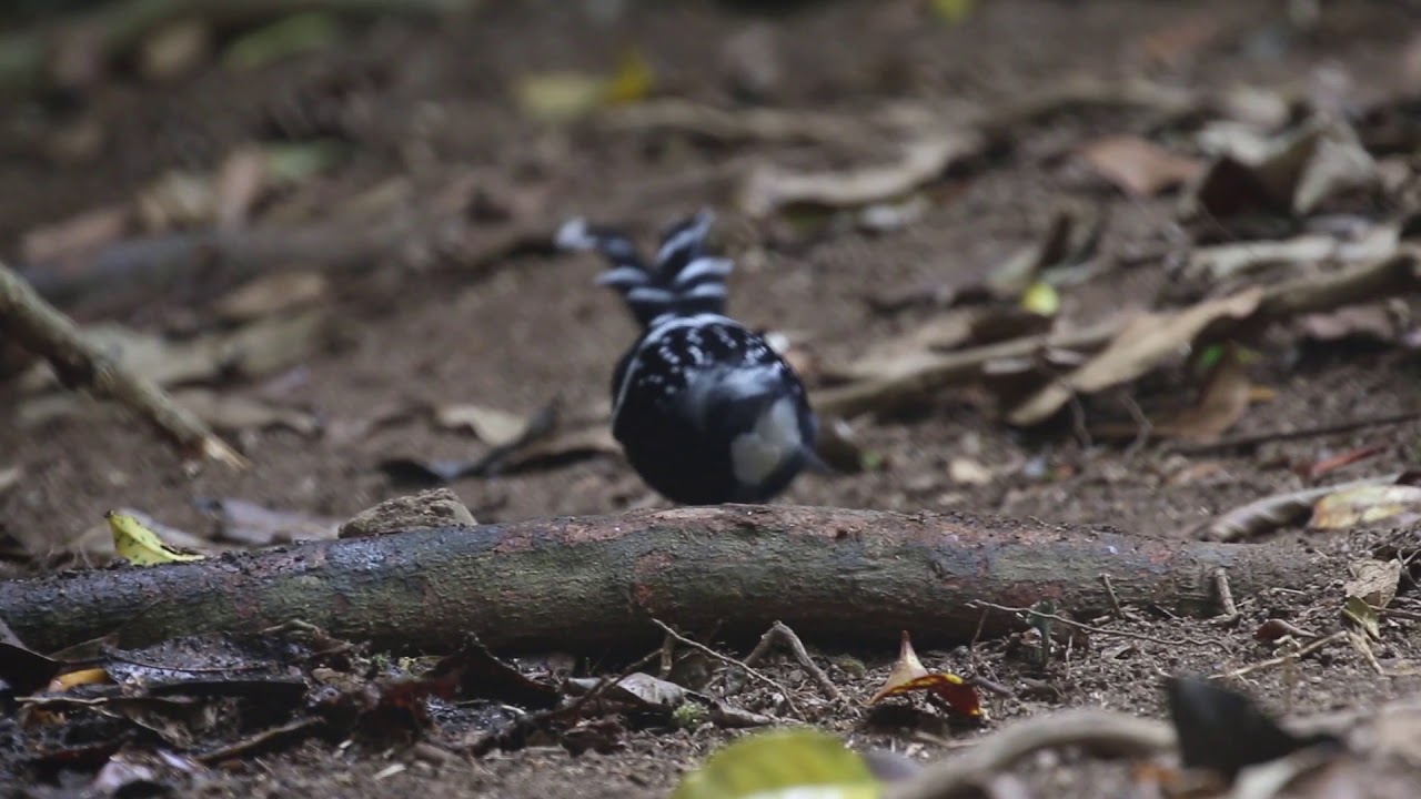 Slaty-legged crake and spotted forktail, Bidoup Nui Ba National Park