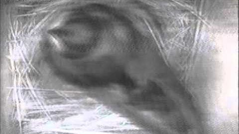 MNSA Tree Swallow-Cam: 5/26/13 Egg laying