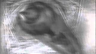 MNSA Tree Swallow-Cam: 5/26/13 Egg laying