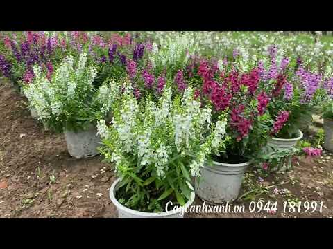 Video: Trồng Violets: Hoa Violets Dại trong Vườn