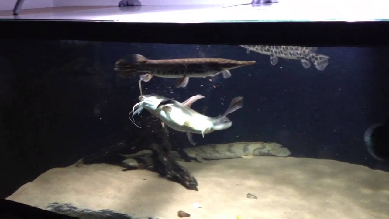 Clarotes laticeps catfish