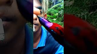 Mikat Burung Dapat Humming Bri Ninja  Metallic Feathers